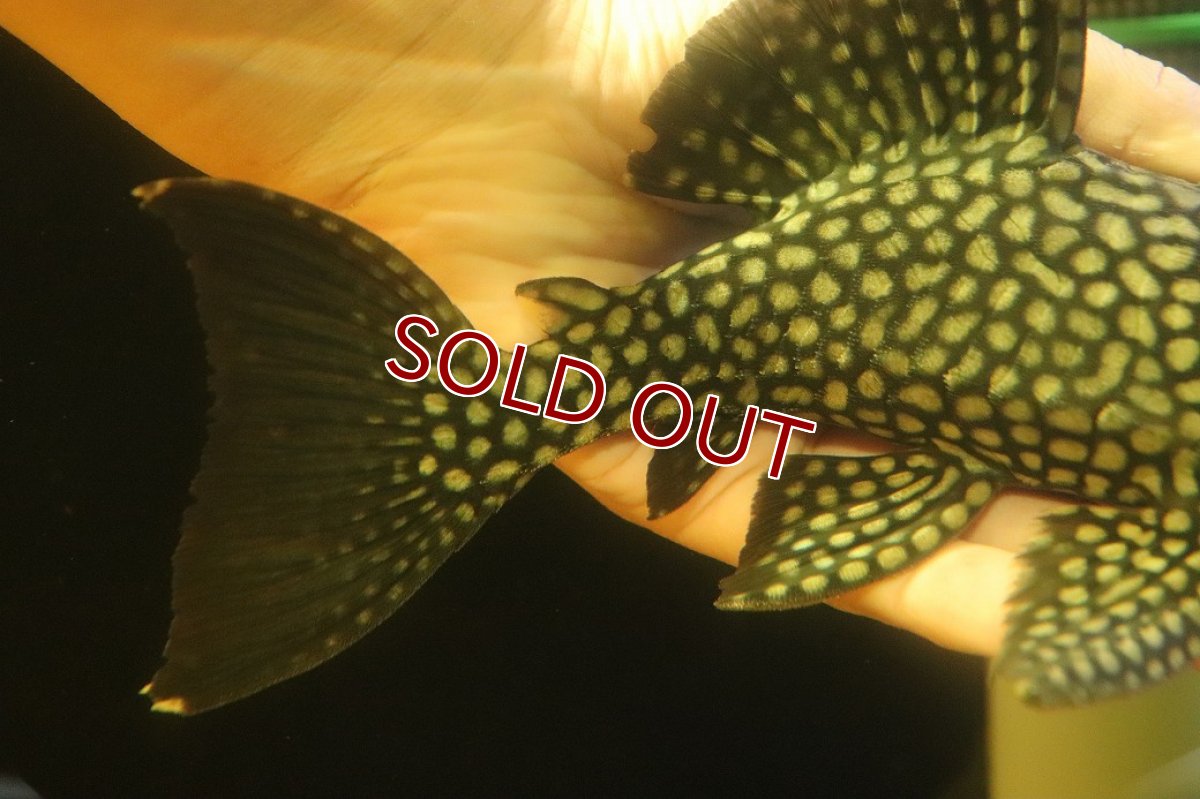 画像6: 【淡水魚】【通販】大特価 フルスポットロイヤルプレコ ワイルド【個体販売】(±22cm)(プレコ)(生体)(熱帯魚)NKP (6)