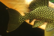 画像6: 【淡水魚】【通販】大特価 フルスポットロイヤルプレコ ワイルド【個体販売】(±22cm)(プレコ)(生体)(熱帯魚)NKP (6)