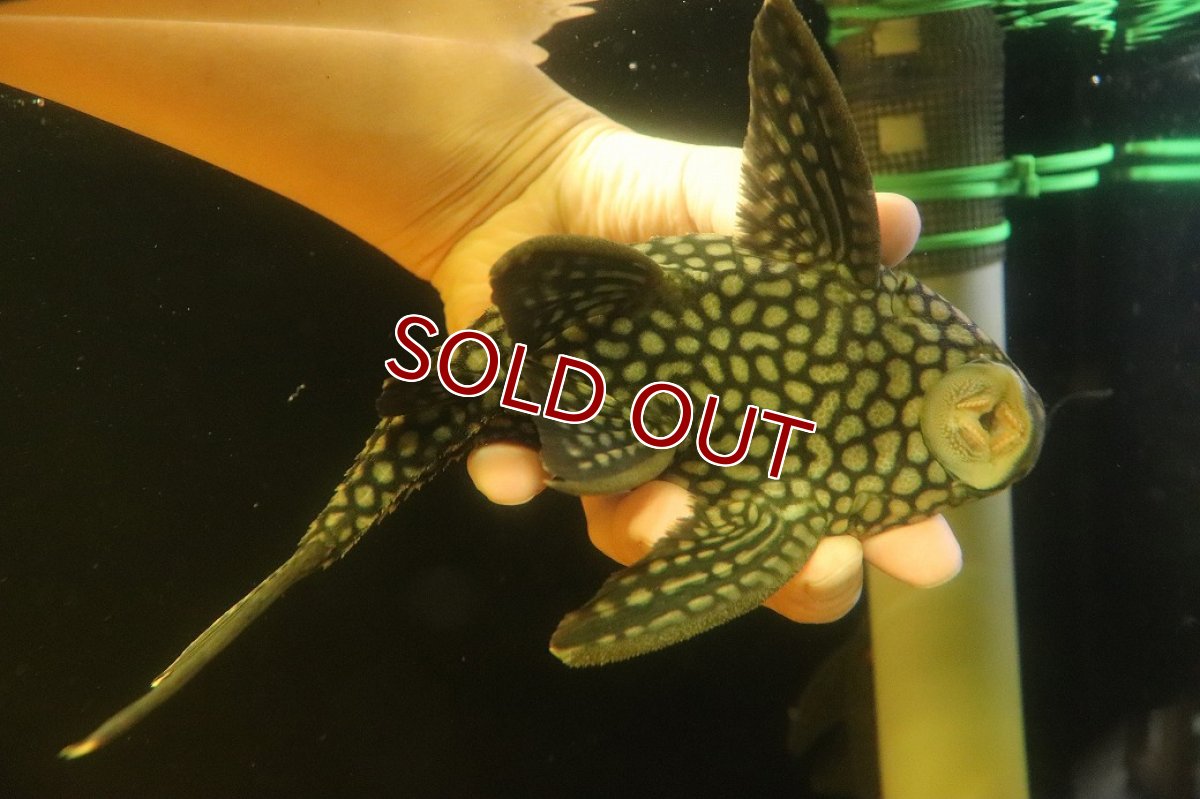 画像7: 【淡水魚】【通販】大特価 フルスポットロイヤルプレコ ワイルド【個体販売】(±22cm)(プレコ)(生体)(熱帯魚)NKP (7)