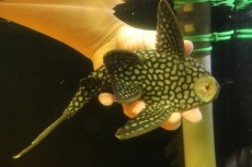 画像7: 【淡水魚】【通販】大特価 フルスポットロイヤルプレコ ワイルド【個体販売】(±22cm)(プレコ)(生体)(熱帯魚)NKP (7)