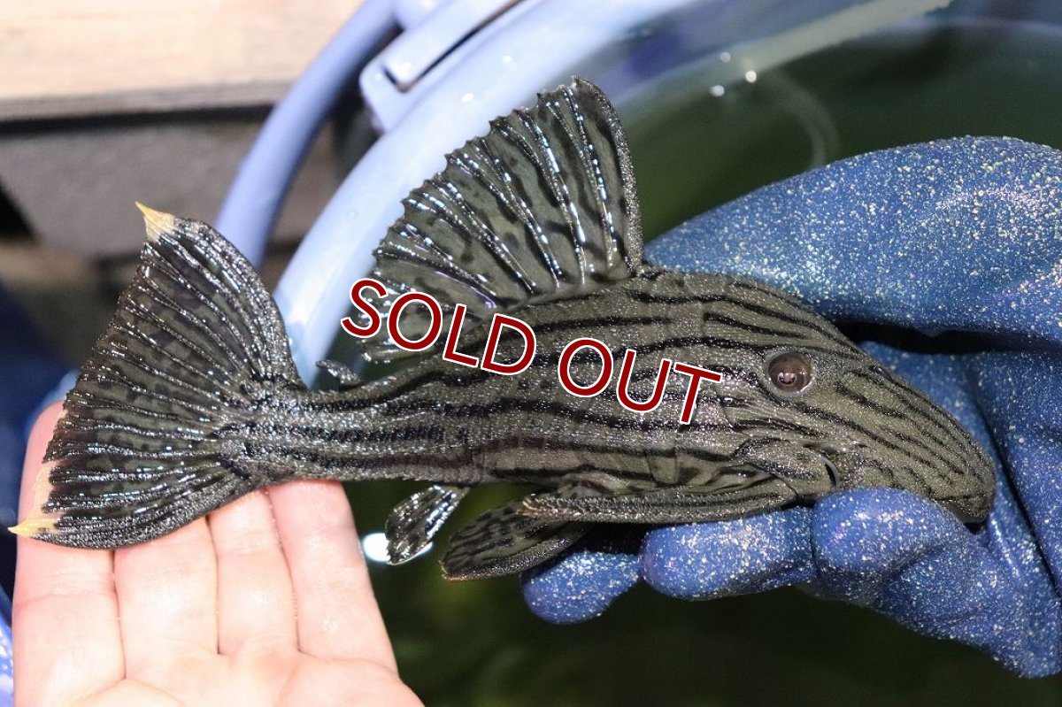 画像1: 【淡水魚】【通販】今回限定爆安 美個体 シャンパーグリーンロイヤルプレコ ペルー産 ワイルド【個体販売】(±19cm)(プレコ)(生体)(熱帯魚)NKP (1)