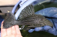 画像1: 【淡水魚】【通販】美個体 シャンパーグリーンロイヤルプレコ ペルー産 ワイルド【個体販売】(±19cm)(プレコ)(生体)(熱帯魚)NKP (1)