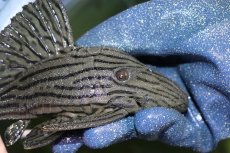 画像2: 【淡水魚】【通販】美個体 シャンパーグリーンロイヤルプレコ ペルー産 ワイルド【個体販売】(±19cm)(プレコ)(生体)(熱帯魚)NKP (2)