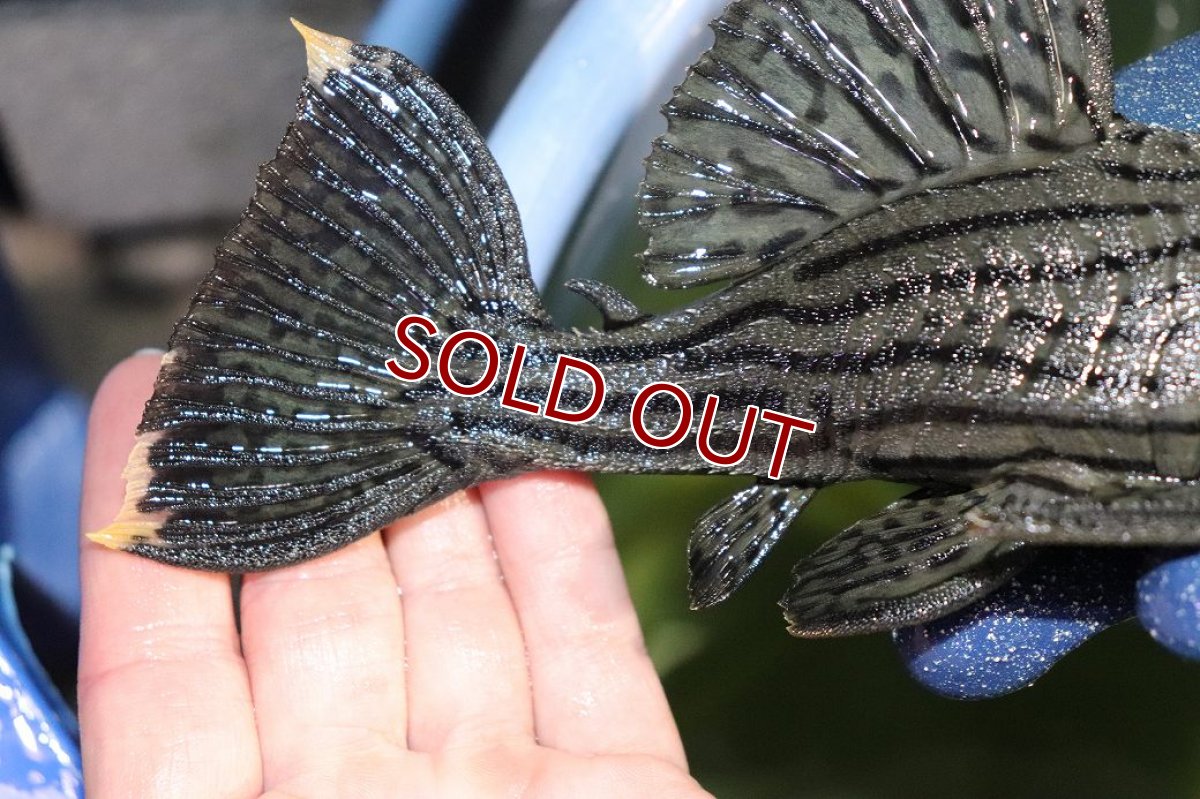 画像3: 【淡水魚】【通販】今回限定爆安 美個体 シャンパーグリーンロイヤルプレコ ペルー産 ワイルド【個体販売】(±19cm)(プレコ)(生体)(熱帯魚)NKP (3)