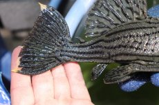 画像3: 【淡水魚】【通販】美個体 シャンパーグリーンロイヤルプレコ ペルー産 ワイルド【個体販売】(±19cm)(プレコ)(生体)(熱帯魚)NKP (3)