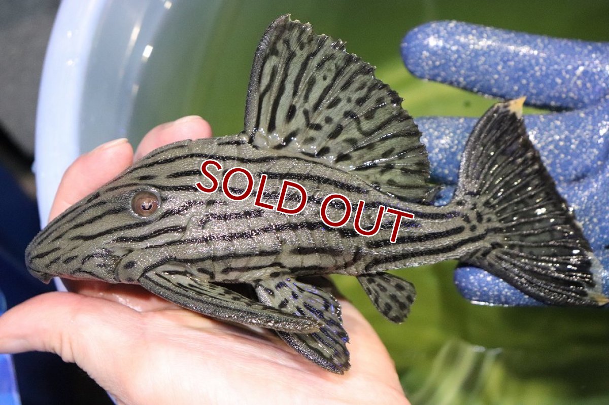 画像4: 【淡水魚】【通販】今回限定爆安 美個体 シャンパーグリーンロイヤルプレコ ペルー産 ワイルド【個体販売】(±19cm)(プレコ)(生体)(熱帯魚)NKP (4)