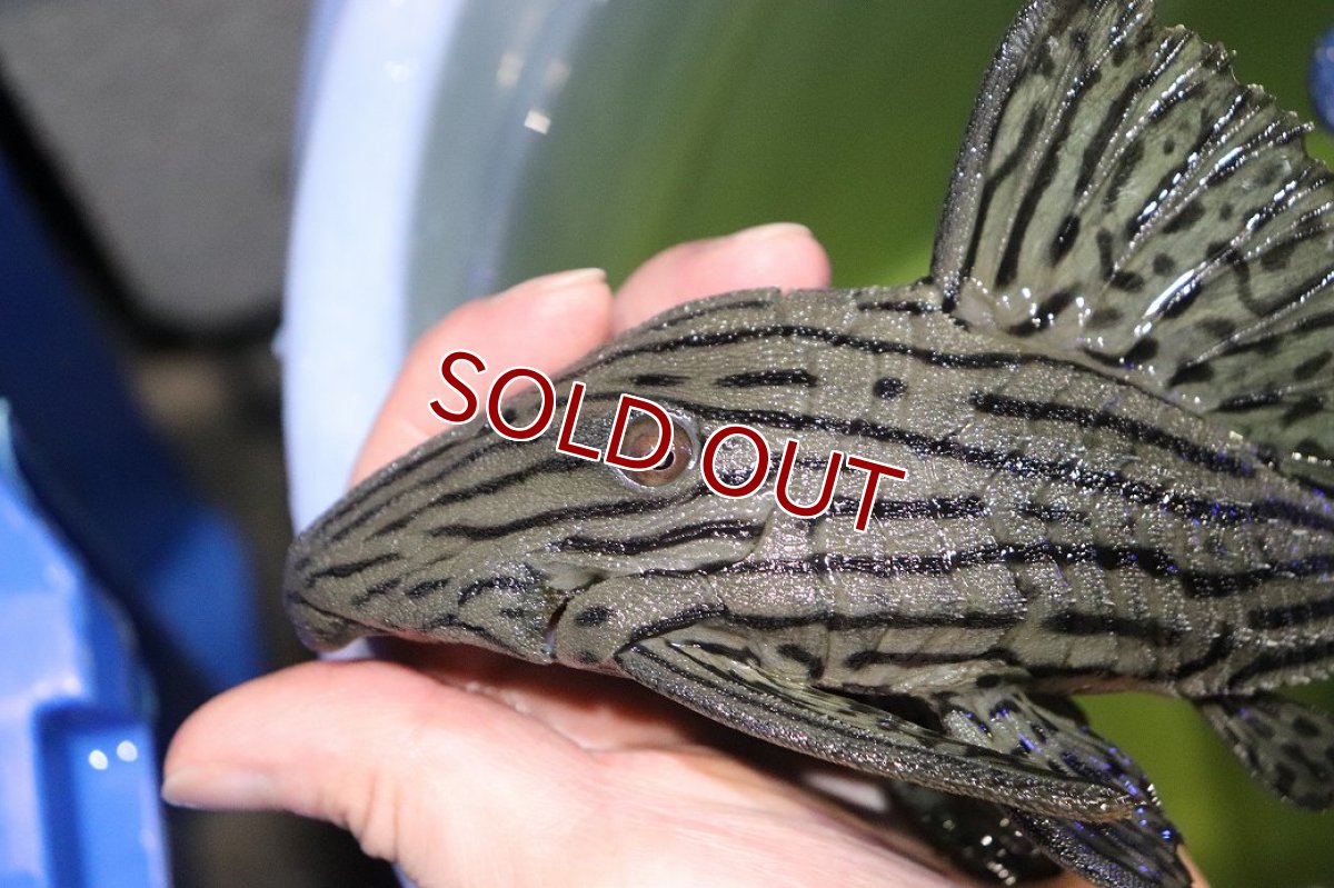 画像5: 【淡水魚】【通販】今回限定爆安 美個体 シャンパーグリーンロイヤルプレコ ペルー産 ワイルド【個体販売】(±19cm)(プレコ)(生体)(熱帯魚)NKP (5)