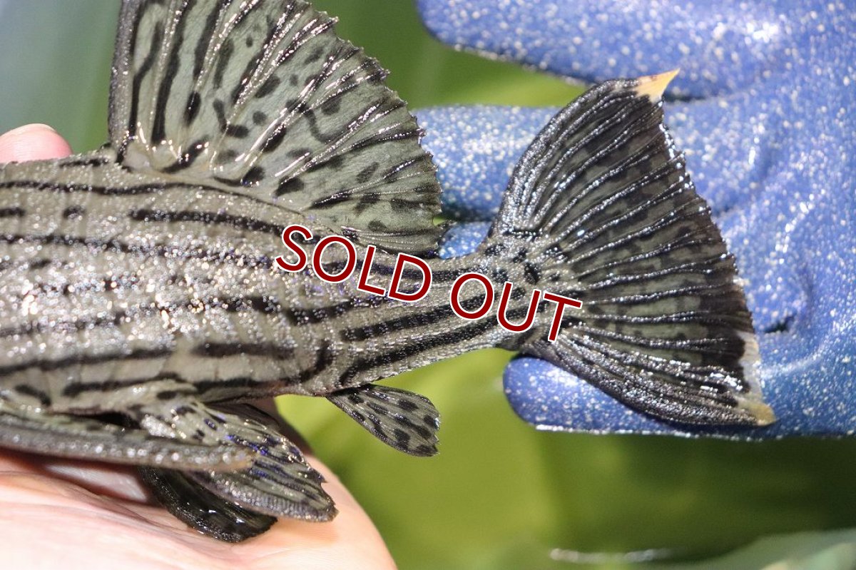 画像6: 【淡水魚】【通販】今回限定爆安 美個体 シャンパーグリーンロイヤルプレコ ペルー産 ワイルド【個体販売】(±19cm)(プレコ)(生体)(熱帯魚)NKP (6)