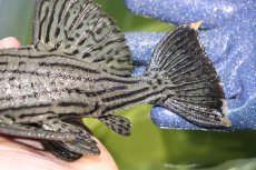 画像6: 【淡水魚】【通販】美個体 シャンパーグリーンロイヤルプレコ ペルー産 ワイルド【個体販売】(±19cm)(プレコ)(生体)(熱帯魚)NKP (6)