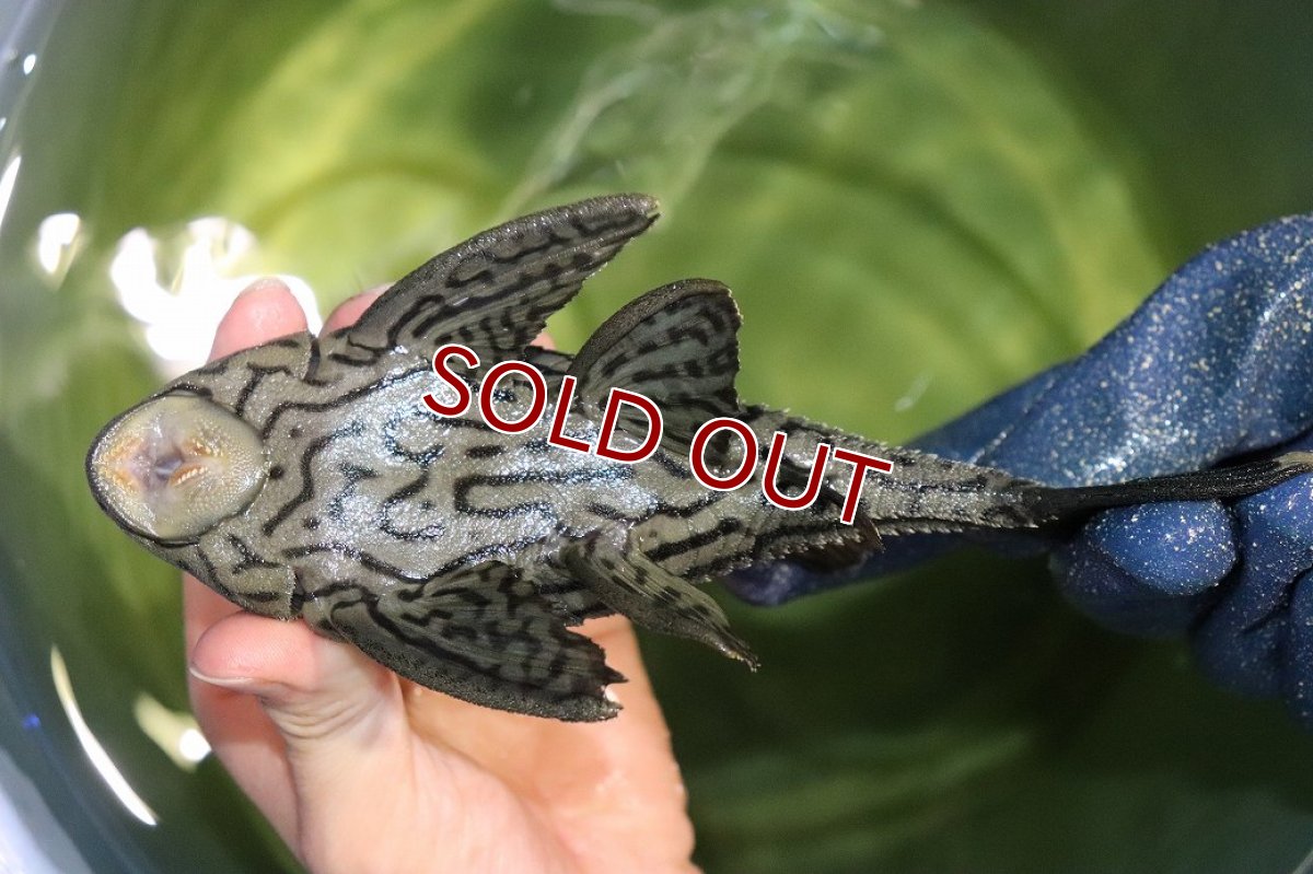 画像7: 【淡水魚】【通販】今回限定爆安 美個体 シャンパーグリーンロイヤルプレコ ペルー産 ワイルド【個体販売】(±19cm)(プレコ)(生体)(熱帯魚)NKP (7)