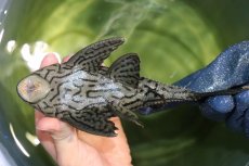 画像7: 【淡水魚】【通販】美個体 シャンパーグリーンロイヤルプレコ ペルー産 ワイルド【個体販売】(±19cm)(プレコ)(生体)(熱帯魚)NKP (7)