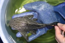 画像8: 【淡水魚】【通販】美個体 シャンパーグリーンロイヤルプレコ ペルー産 ワイルド【個体販売】(±19cm)(プレコ)(生体)(熱帯魚)NKP (8)