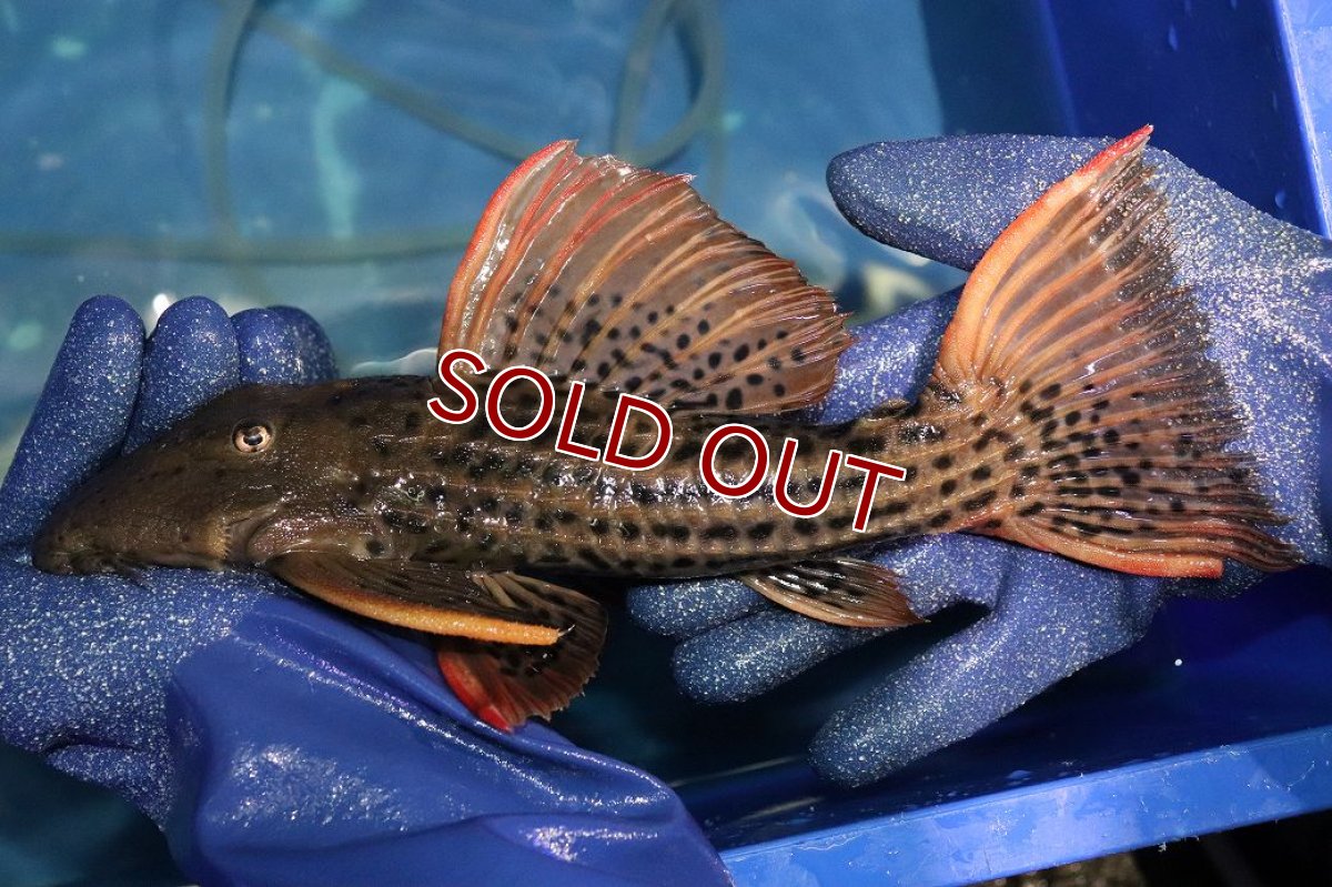 画像1: 【淡水魚】【通販】今回限定爆安 激安 ウルトラスカーレットトリムプレコ サンフェリックス産 ワイルド【個体販売】(±26cm)(プレコ)(生体)(熱帯魚)NKP (1)