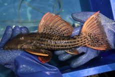 画像1: 【淡水魚】【通販】激安 ウルトラスカーレットトリムプレコ サンフェリックス産 ワイルド【個体販売】(±26cm)(プレコ)(生体)(熱帯魚)NKP (1)