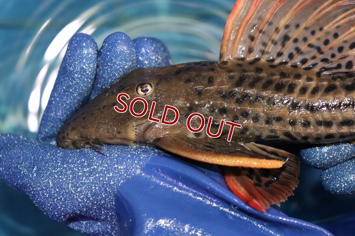 画像2: 【淡水魚】【通販】今回限定爆安 激安 ウルトラスカーレットトリムプレコ サンフェリックス産 ワイルド【個体販売】(±26cm)(プレコ)(生体)(熱帯魚)NKP (2)