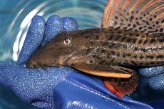 画像2: 【淡水魚】【通販】激安 ウルトラスカーレットトリムプレコ サンフェリックス産 ワイルド【個体販売】(±26cm)(プレコ)(生体)(熱帯魚)NKP (2)