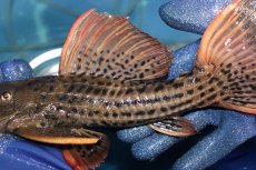 画像3: 【淡水魚】【通販】激安 ウルトラスカーレットトリムプレコ サンフェリックス産 ワイルド【個体販売】(±26cm)(プレコ)(生体)(熱帯魚)NKP (3)