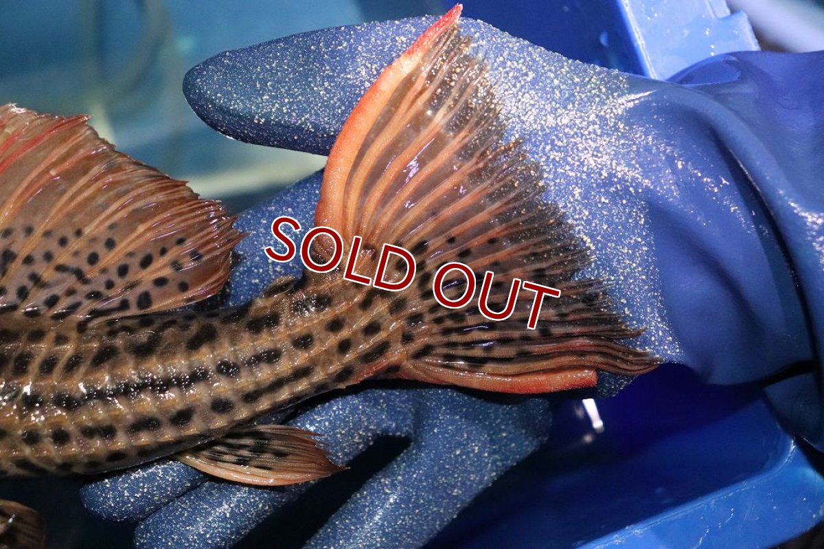 画像4: 【淡水魚】【通販】今回限定爆安 激安 ウルトラスカーレットトリムプレコ サンフェリックス産 ワイルド【個体販売】(±26cm)(プレコ)(生体)(熱帯魚)NKP (4)