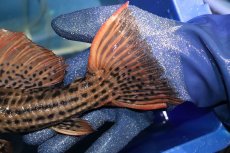 画像4: 【淡水魚】【通販】激安 ウルトラスカーレットトリムプレコ サンフェリックス産 ワイルド【個体販売】(±26cm)(プレコ)(生体)(熱帯魚)NKP (4)