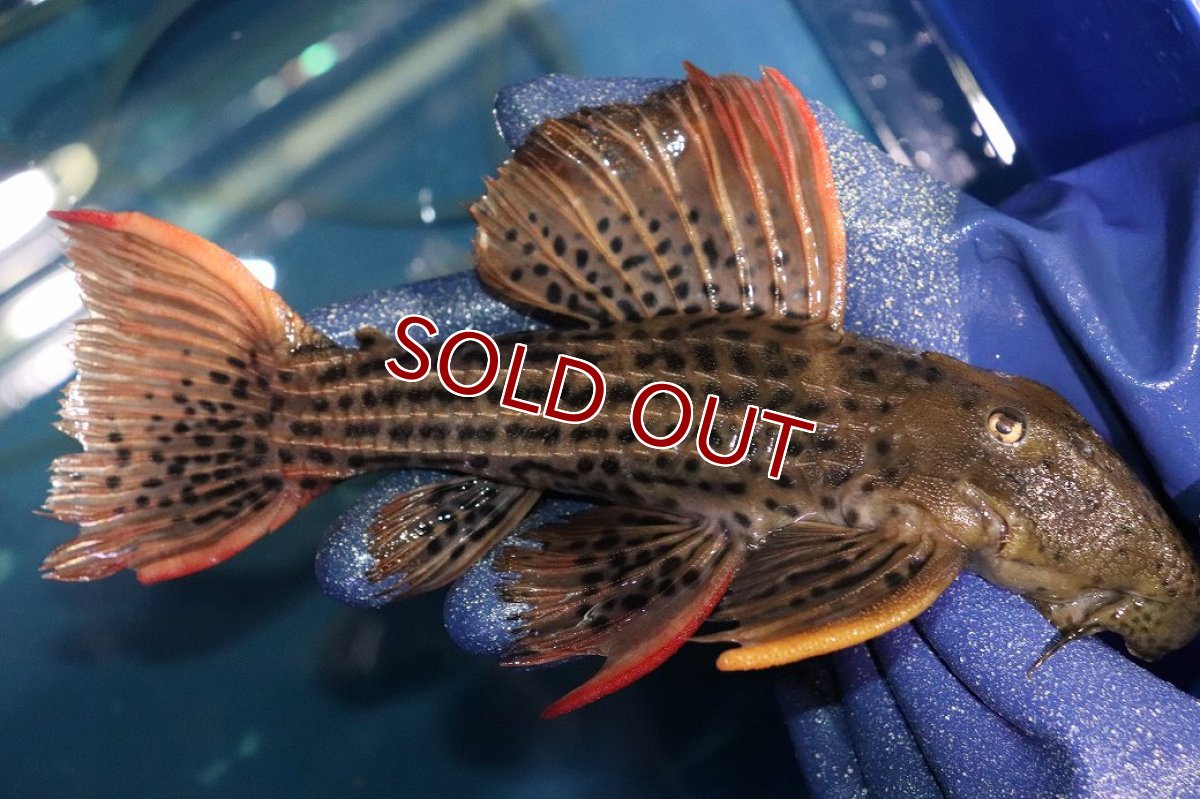 画像5: 【淡水魚】【通販】今回限定爆安 激安 ウルトラスカーレットトリムプレコ サンフェリックス産 ワイルド【個体販売】(±26cm)(プレコ)(生体)(熱帯魚)NKP (5)