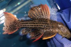 画像5: 【淡水魚】【通販】激安 ウルトラスカーレットトリムプレコ サンフェリックス産 ワイルド【個体販売】(±26cm)(プレコ)(生体)(熱帯魚)NKP (5)