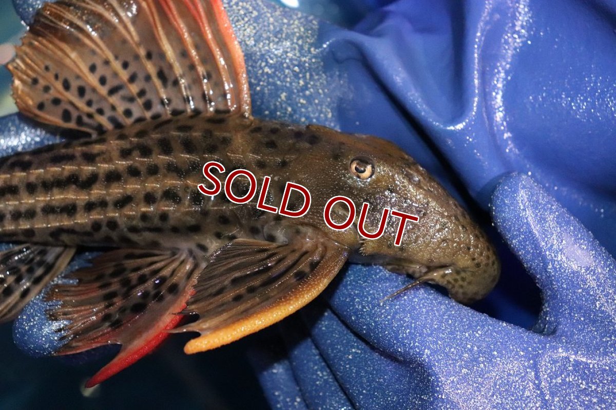 画像6: 【淡水魚】【通販】今回限定爆安 激安 ウルトラスカーレットトリムプレコ サンフェリックス産 ワイルド【個体販売】(±26cm)(プレコ)(生体)(熱帯魚)NKP (6)