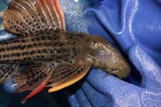 画像6: 【淡水魚】【通販】激安 ウルトラスカーレットトリムプレコ サンフェリックス産 ワイルド【個体販売】(±26cm)(プレコ)(生体)(熱帯魚)NKP (6)