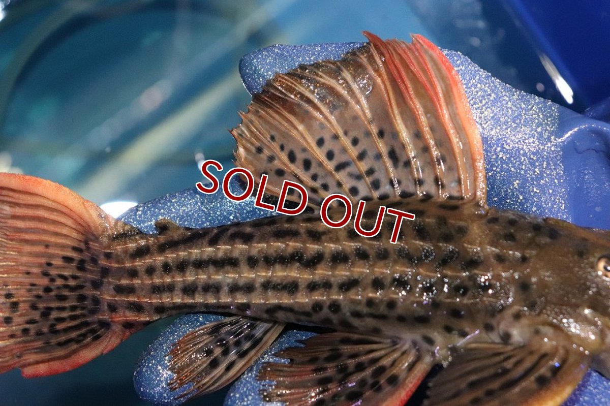 画像7: 【淡水魚】【通販】今回限定爆安 激安 ウルトラスカーレットトリムプレコ サンフェリックス産 ワイルド【個体販売】(±26cm)(プレコ)(生体)(熱帯魚)NKP (7)