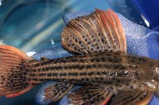 画像7: 【淡水魚】【通販】激安 ウルトラスカーレットトリムプレコ サンフェリックス産 ワイルド【個体販売】(±26cm)(プレコ)(生体)(熱帯魚)NKP (7)