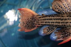 画像8: 【淡水魚】【通販】激安 ウルトラスカーレットトリムプレコ サンフェリックス産 ワイルド【個体販売】(±26cm)(プレコ)(生体)(熱帯魚)NKP (8)