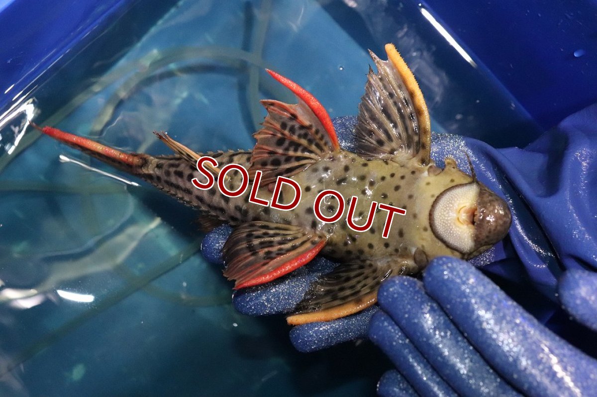 画像9: 【淡水魚】【通販】今回限定爆安 激安 ウルトラスカーレットトリムプレコ サンフェリックス産 ワイルド【個体販売】(±26cm)(プレコ)(生体)(熱帯魚)NKP (9)