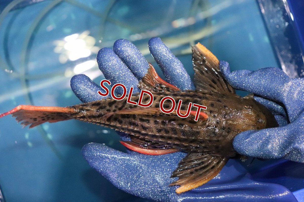 画像10: 【淡水魚】【通販】今回限定爆安 激安 ウルトラスカーレットトリムプレコ サンフェリックス産 ワイルド【個体販売】(±26cm)(プレコ)(生体)(熱帯魚)NKP (10)