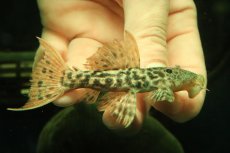 画像1: 【淡水魚】【通販】タイタニックトリムプレコ ワイルド【個体販売】(±8cm)(プレコ)(生体)(熱帯魚)NKP (1)