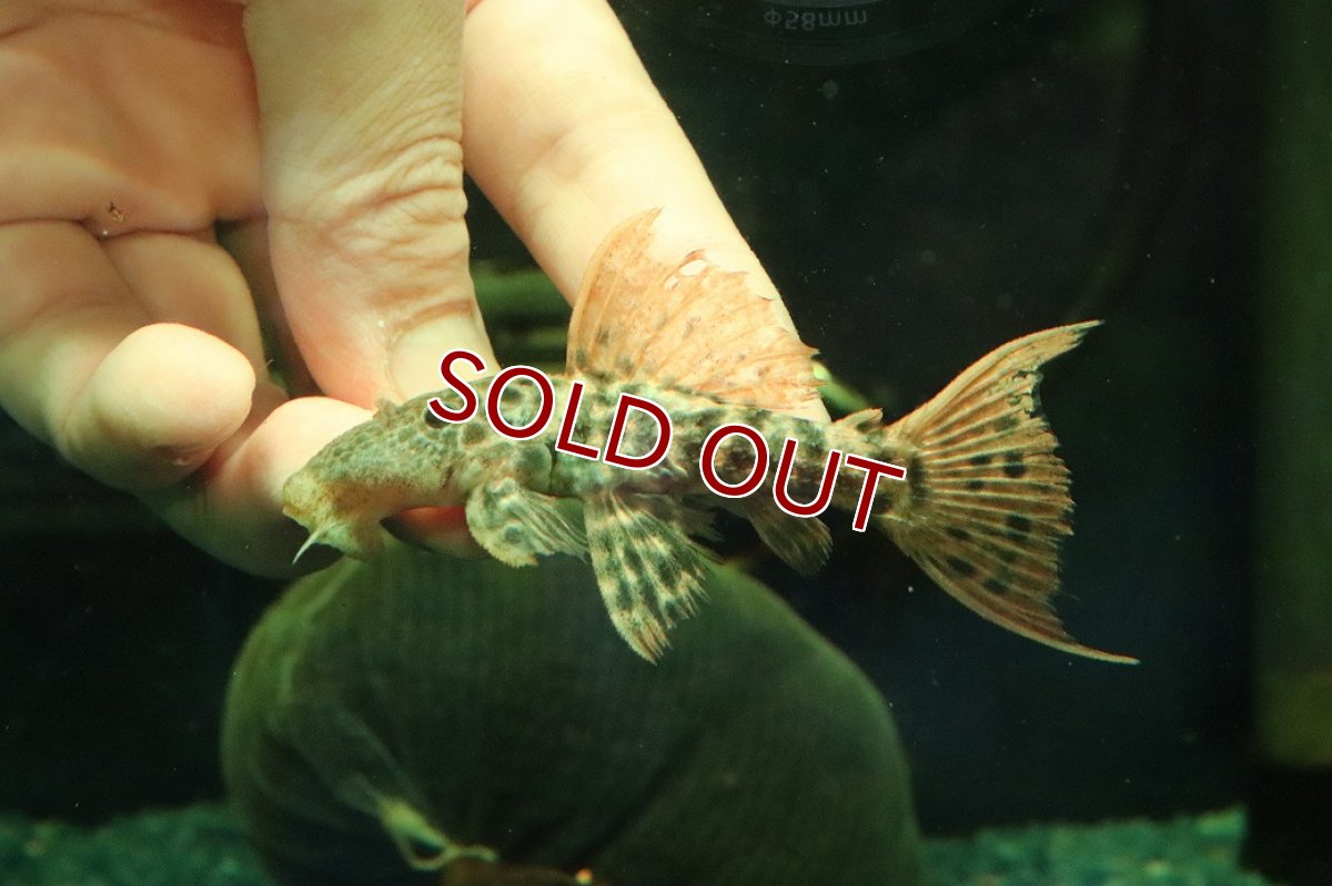 画像2: 【淡水魚】【通販】タイタニックトリムプレコ ワイルド【個体販売】(±8cm)(プレコ)(生体)(熱帯魚)NKP (2)