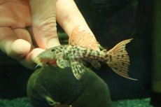 画像2: 【淡水魚】【通販】タイタニックトリムプレコ ワイルド【個体販売】(±8cm)(プレコ)(生体)(熱帯魚)NKP (2)