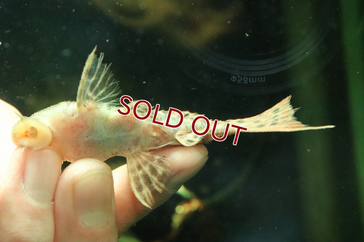 画像3: 【淡水魚】【通販】タイタニックトリムプレコ ワイルド【個体販売】(±8cm)(プレコ)(生体)(熱帯魚)NKP (3)