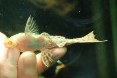 画像3: 【淡水魚】【通販】タイタニックトリムプレコ ワイルド【個体販売】(±8cm)(プレコ)(生体)(熱帯魚)NKP (3)