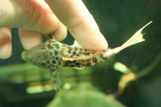 画像4: 【淡水魚】【通販】タイタニックトリムプレコ ワイルド【個体販売】(±8cm)(プレコ)(生体)(熱帯魚)NKP (4)