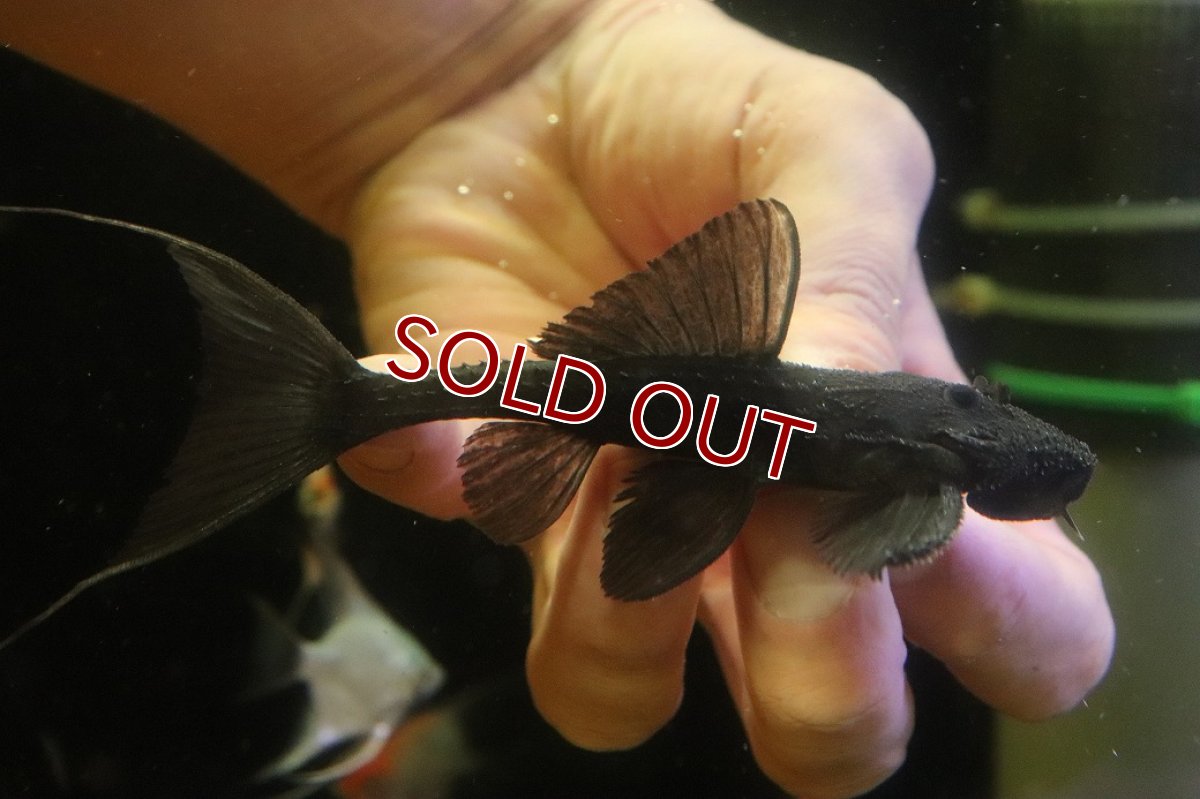 画像1: 【淡水魚】【通販】ガリバープレコ ワイルド【個体販売】(±10cm)(プレコ)(生体)(熱帯魚)NKP (1)