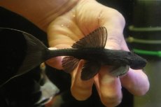 画像1: 【淡水魚】【通販】ガリバープレコ ワイルド【個体販売】(±10cm)(プレコ)(生体)(熱帯魚)NKP (1)