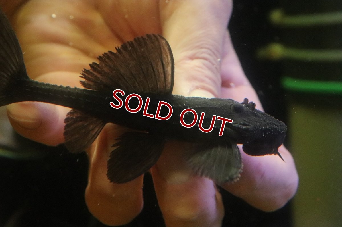 画像2: 【淡水魚】【通販】ガリバープレコ ワイルド【個体販売】(±10cm)(プレコ)(生体)(熱帯魚)NKP (2)
