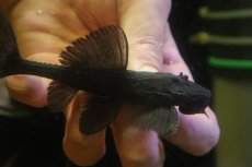 画像2: 【淡水魚】【通販】ガリバープレコ ワイルド【個体販売】(±10cm)(プレコ)(生体)(熱帯魚)NKP (2)