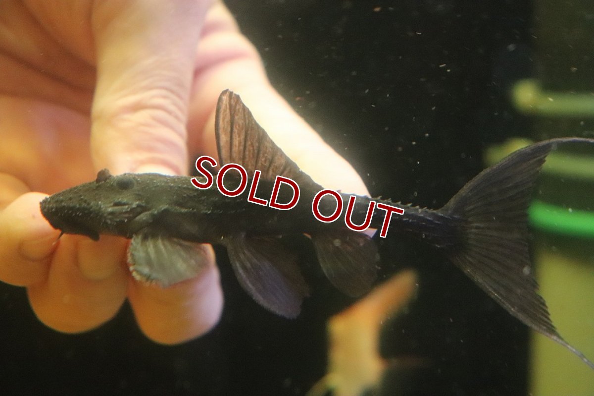 画像3: 【淡水魚】【通販】ガリバープレコ ワイルド【個体販売】(±10cm)(プレコ)(生体)(熱帯魚)NKP (3)