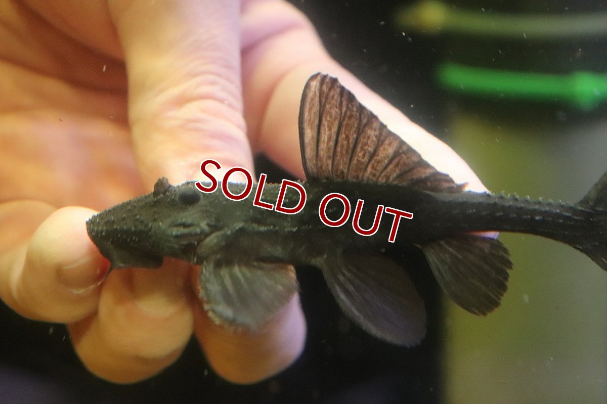 画像4: 【淡水魚】【通販】ガリバープレコ ワイルド【個体販売】(±10cm)(プレコ)(生体)(熱帯魚)NKP (4)