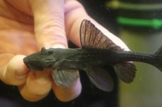 画像4: 【淡水魚】【通販】ガリバープレコ ワイルド【個体販売】(±10cm)(プレコ)(生体)(熱帯魚)NKP (4)