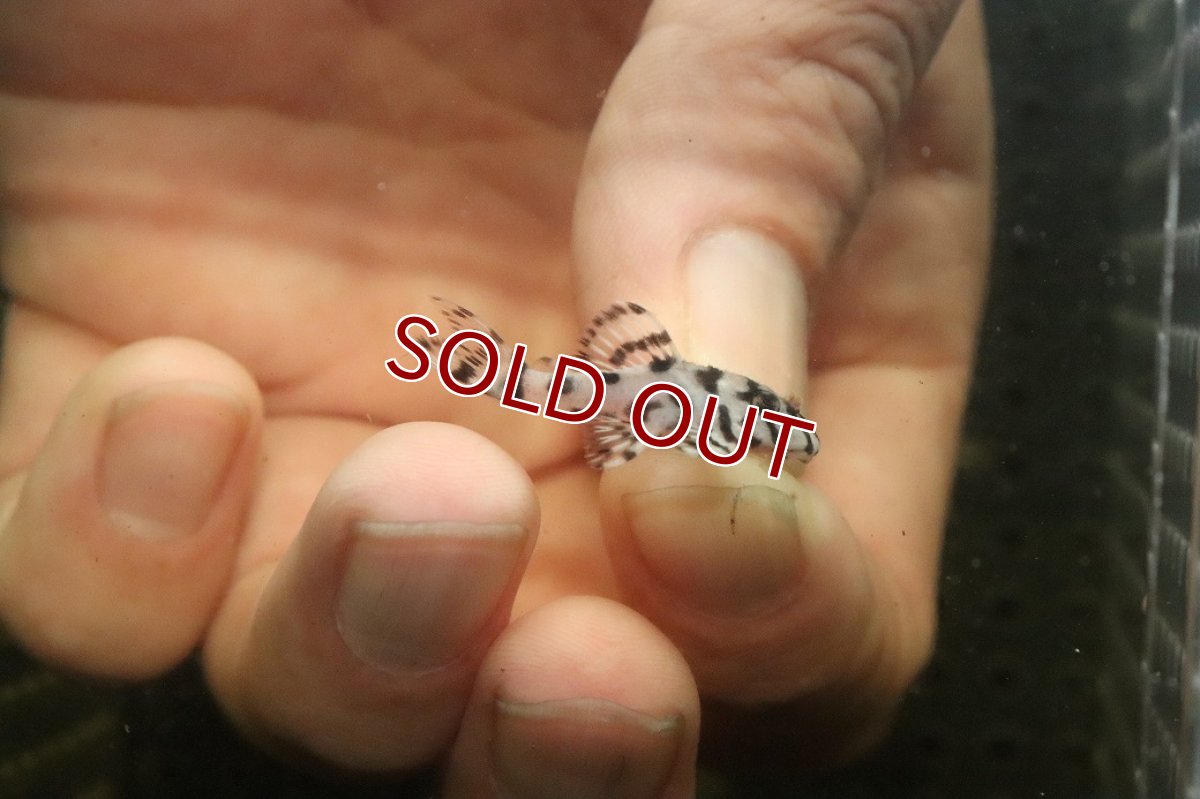 画像1: 【10%OFF対象商品30周年セール】【淡水魚】【通販】大特価 No1 L-236 ニューメガクラウンプレコ【個体販売】(±3cm)(プレコ)(生体)(熱帯魚)NKP (1)