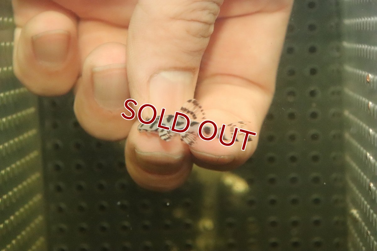 画像2: 【10%OFF対象商品30周年セール】【淡水魚】【通販】大特価 No1 L-236 ニューメガクラウンプレコ【個体販売】(±3cm)(プレコ)(生体)(熱帯魚)NKP (2)