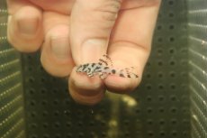 画像2: 【淡水魚】【通販】大特価 No1 L-236 ニューメガクラウンプレコ【個体販売】(±3cm)(プレコ)(生体)(熱帯魚)NKP (2)