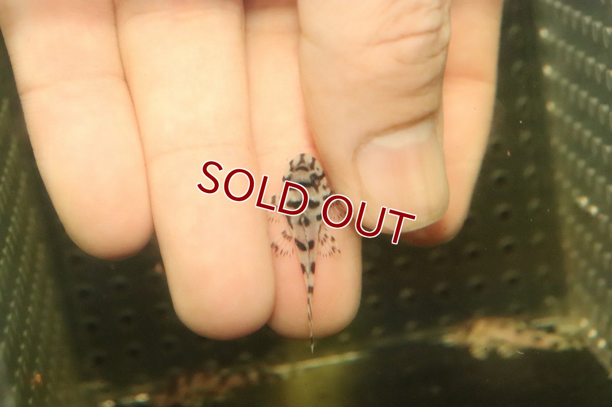 画像3: 【10%OFF対象商品30周年セール】【淡水魚】【通販】大特価 No1 L-236 ニューメガクラウンプレコ【個体販売】(±3cm)(プレコ)(生体)(熱帯魚)NKP (3)