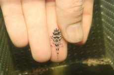 画像3: 【淡水魚】【通販】大特価 No1 L-236 ニューメガクラウンプレコ【個体販売】(±3cm)(プレコ)(生体)(熱帯魚)NKP (3)